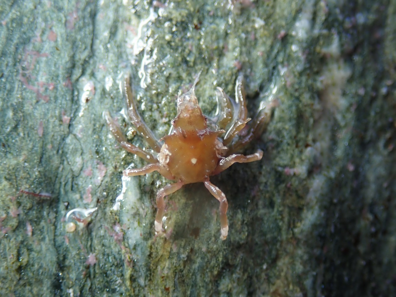 Acanthonyx lunulatus